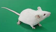 KM幼鼠