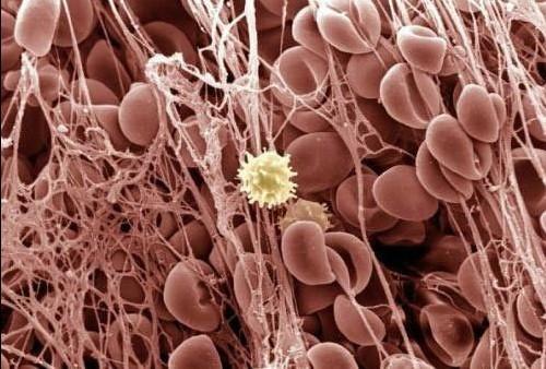 新型资料助力“干细胞工厂”的开发