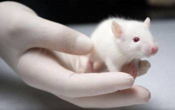 抗体造备服务公司