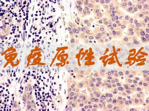 J9集团免疫原性试验服务