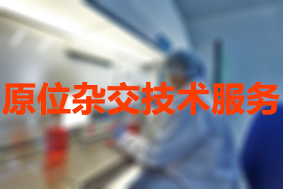 原位杂交技术的分类有哪些？