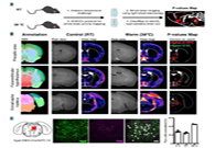 减肥药对准新靶点，强效减肥药即将来袭？