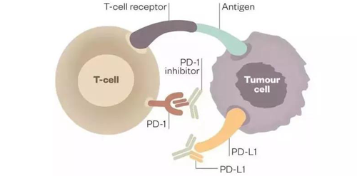 PD-1/PD-L1抗体能够与PD-1受体或PD-L1受体配体结合