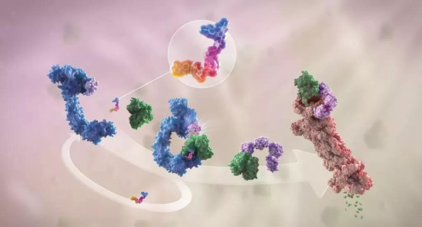 蛋白降解剂（多色）结合了1个靶蛋白（绿色）和1个E3泛素衔接酶（蓝色），驱动基于蛋白酶体（橙色）的靶蛋白泛素化（紫色）和降解。