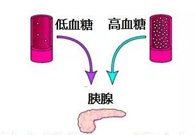 调节血糖稳态，GK负沉前行