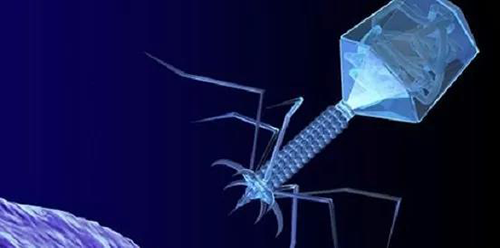 噬菌体疗法、溶瘤病毒，以及构建细胞表白载体的病毒转染因子等都体现出病毒对人类善良和善的一面