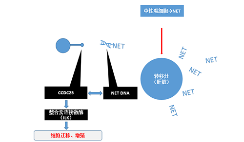 除了单纯的捕获，NET DNA与CCDC-25的结合还加强了癌细胞的侵袭行为，推进了癌症的肝转移。