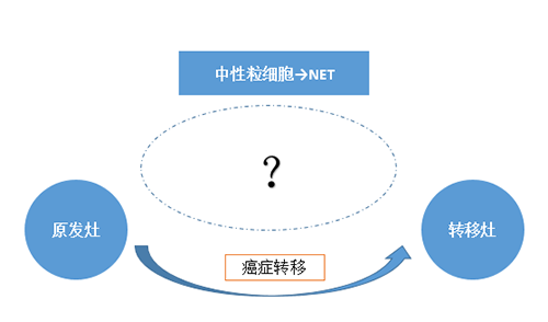 NET可能会通过某些方式“捕获”或“唤醒”癌细胞，从而造成癌细胞的迁徙。