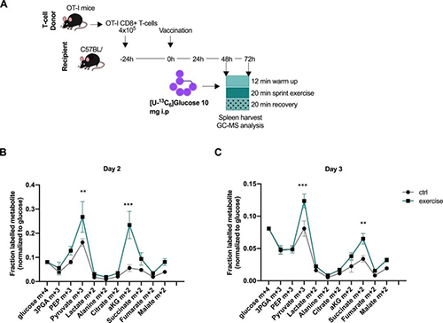 急性活动会扭转体内CD8 + T细胞的代谢