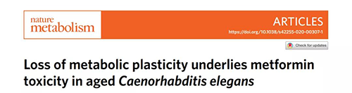 在线虫和人类原代细胞中，当在其寿命晚期提供二甲双胍时，二甲双胍会缩短寿命，这与二甲双胍在年轻生物体中的积极作用相反。