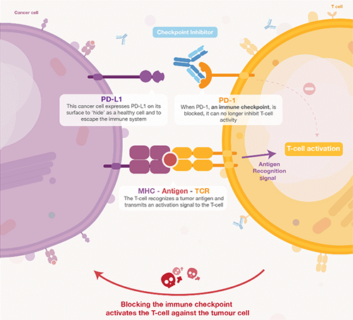 饿了吗？饿一饿原来能够辅助PD-1抑造剂肿瘤免疫医治 