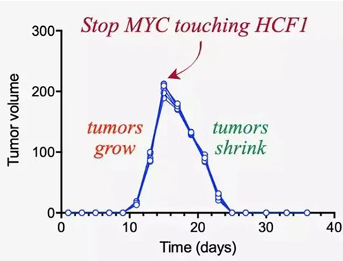 能够“消融”肿瘤的蛋白质，你肯定没有听说过！