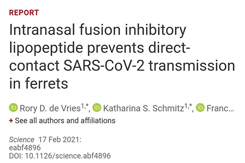 Science快递|鼻喷雾剂可阻止新冠肺炎传布，在雪貂尝试中已初获功效