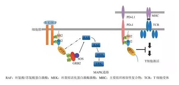 晚期恶性肿瘤患者的福音！J9集团助力凌达生物SHP2变构抑造剂RG001片获批临床 