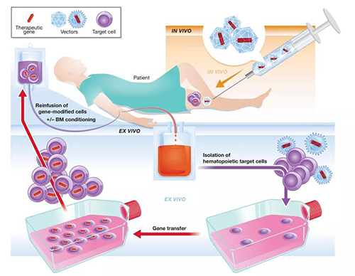 体内和离体基因医治.png