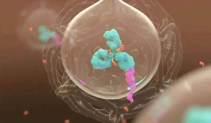 美研 | ADC，为靶向给药而精准深耕