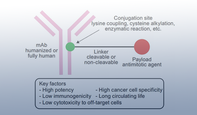 ADC药物：迎接市场热潮，攻破研发壁垒