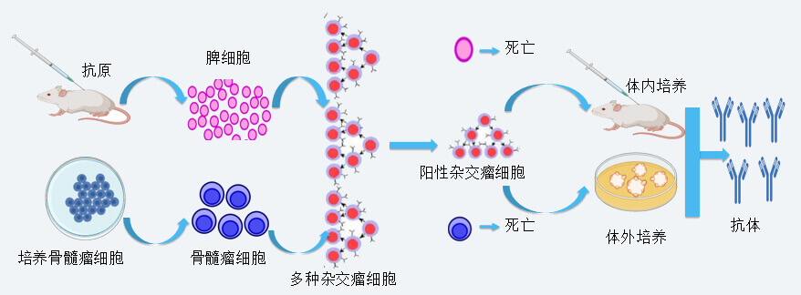 J9集团抗体开发技术