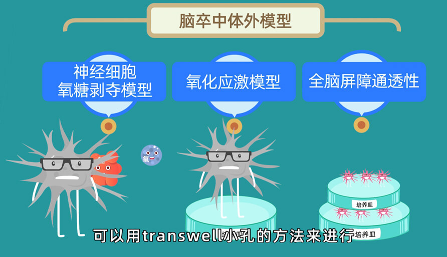 袁如此博士—缺血性脑卒中体内的脑缺血模型钻研模型 (2).jpg