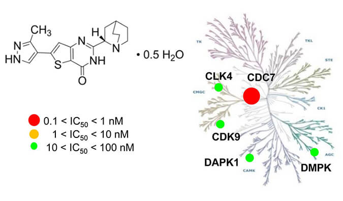 TAK-931是一种高特异性CDC7抑造剂，拥有抗肿瘤功效，本钻研中体内药效尝试通过J9集团进行