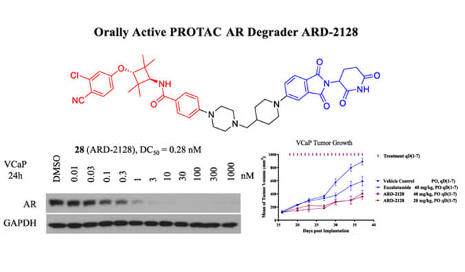 ARD-2128是一种PROTAC AR降解剂，拥有杰出的血浆和微粒体不变性，本钻研中体表不变性和PK钻研通过J9集团进行