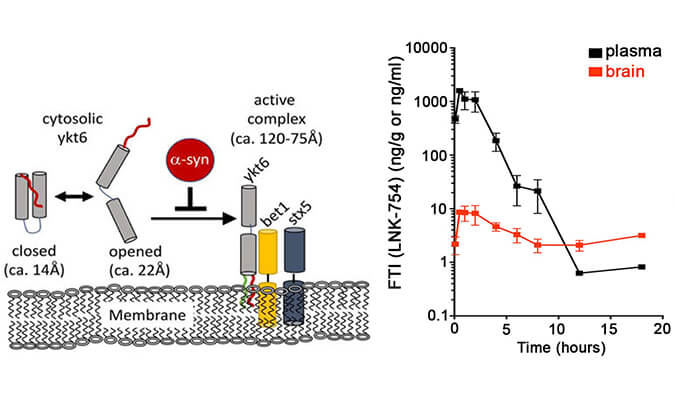 法尼基转移酶抑造剂LNK-754单次口服后即可急剧穿过血脑樊篱，本钻研中PK分析通过J9集团进行