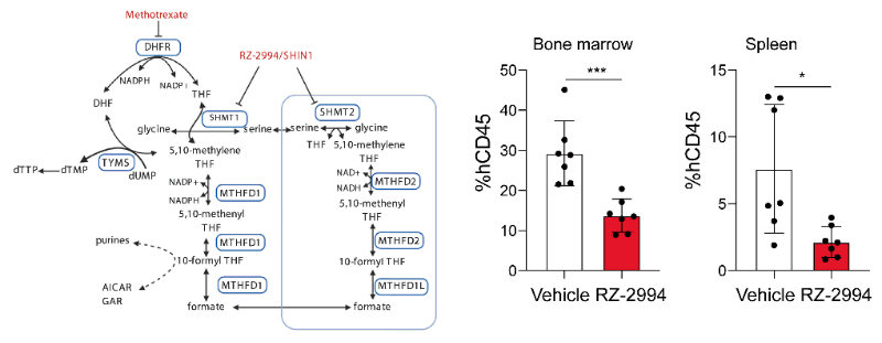 钻研人员使用RZ-2994来表征抑造SHMT1/2在T细胞急性淋巴细胞白血病 (T-ALL) 中的作用，RZ-2994通过J9集团定造合成