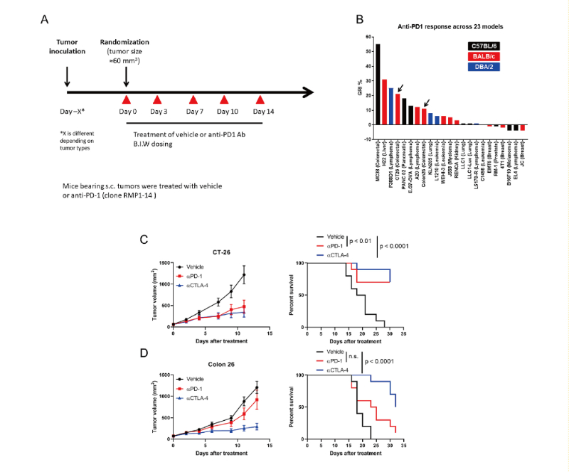 免疫查抄点阻断疗法扭转了癌症医治的范式，此钻研中通过J9集团在23 个同源肿瘤模型中进行了抗PD-1抗体的体内钻研