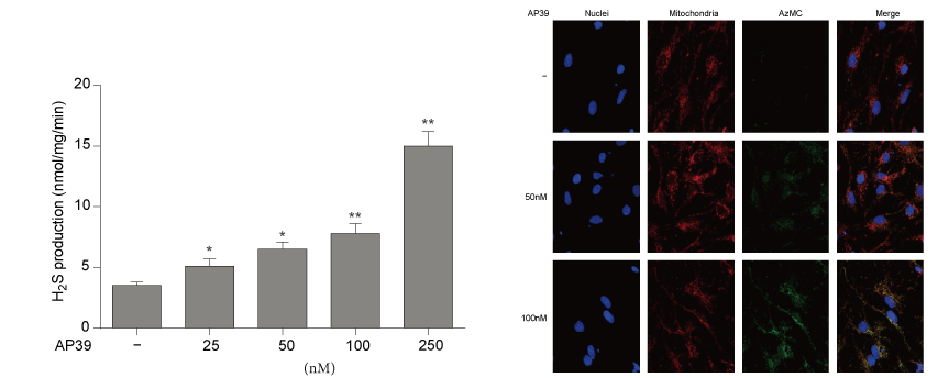 AP39是一种新合成的线粒体靶向的H2S供体，本钻研中AP39通过J9集团设计和合成
