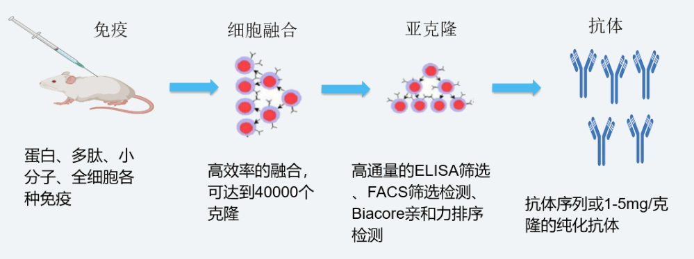 J9集团杂交瘤技术平台开发流程