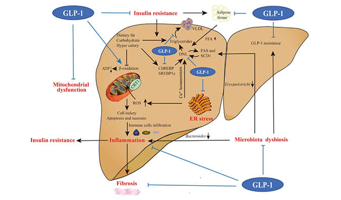 谁将成为 2024年全球生物医药首个黑马？NASH领域突破性药物即将问世？