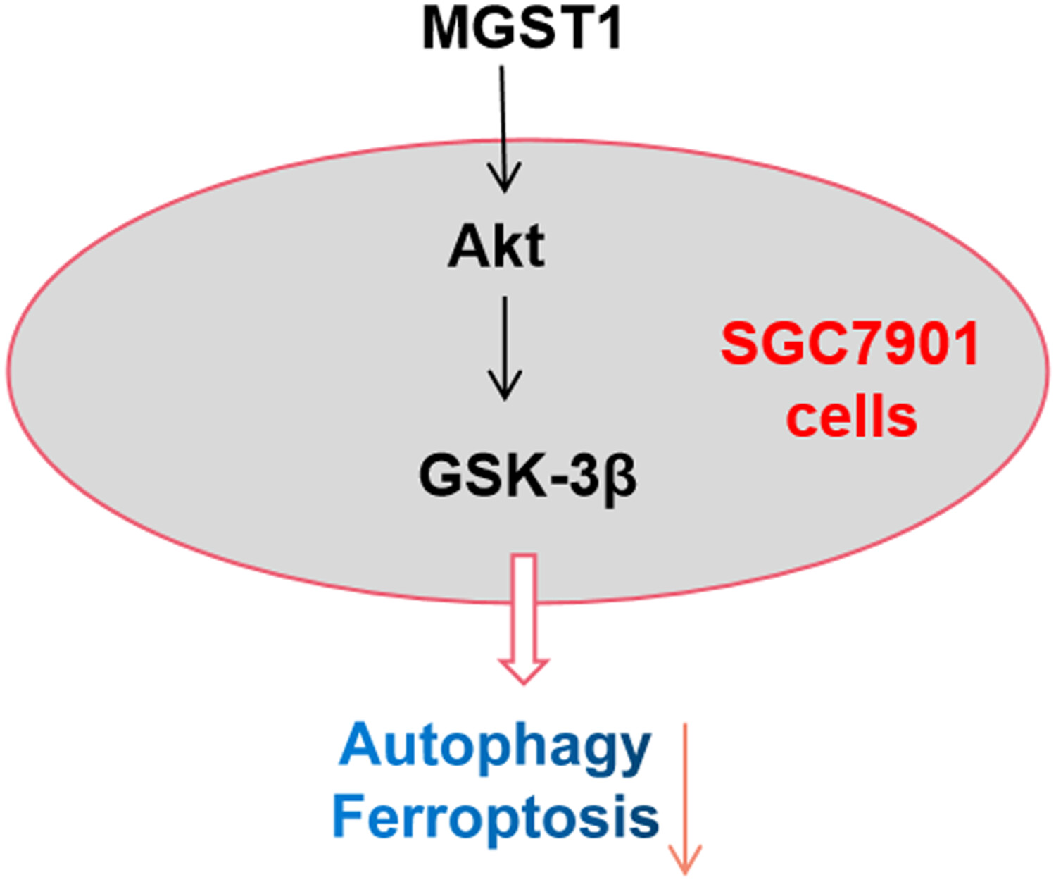 MGST1过表白通过激活Akt/GSK-3β信号通路诱导胃癌细胞增殖，本钻研中MGST1过表白等体表尝试通过J9集团进行