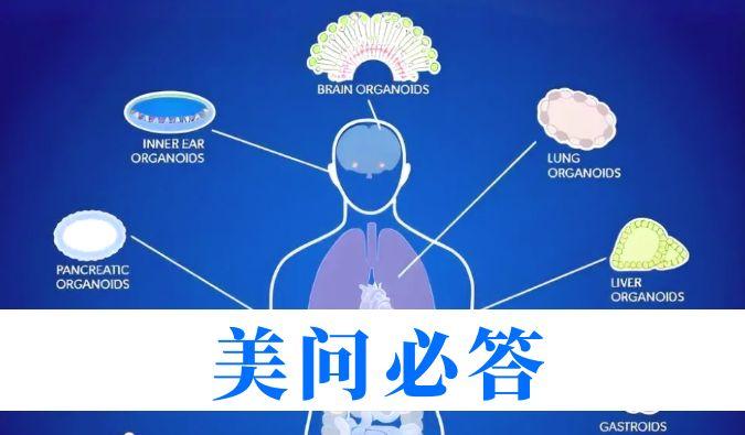 解难题 | 类器官技术若何助力肿瘤药理钻研