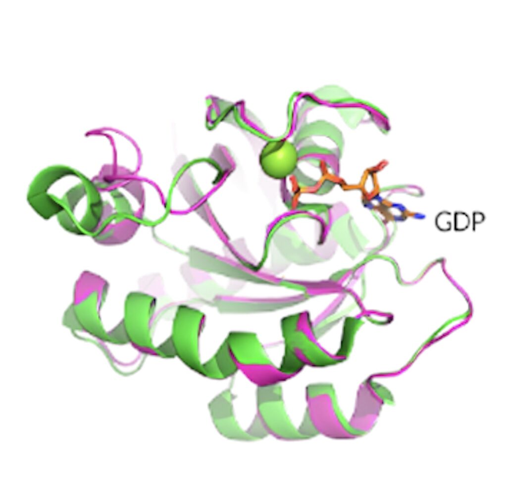 KRAS G12D晶体结构揭示了蛋白质的构象和 GDP 结合状态。.jpeg